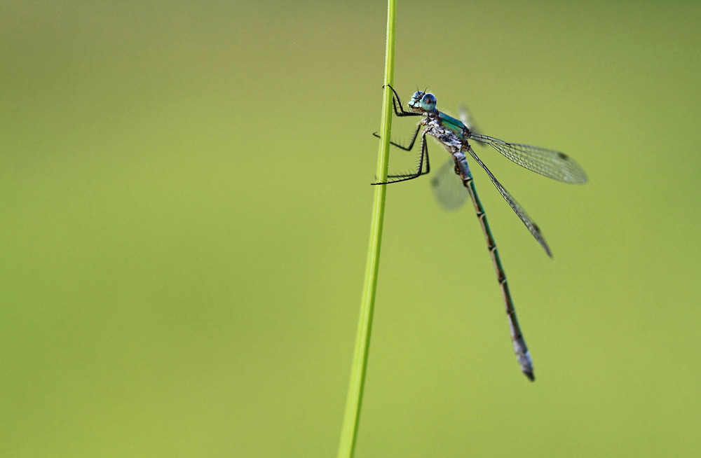 Libelle