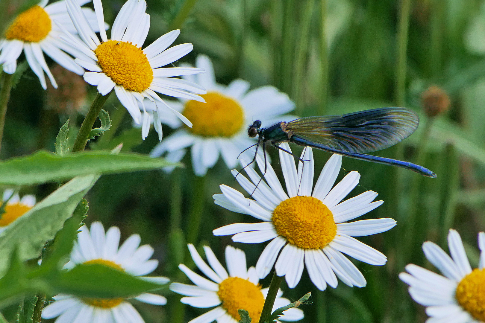 Libelle