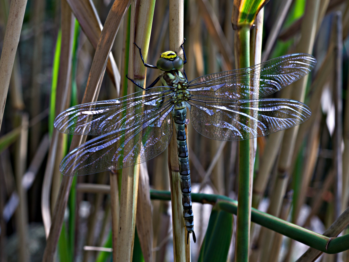 Libelle