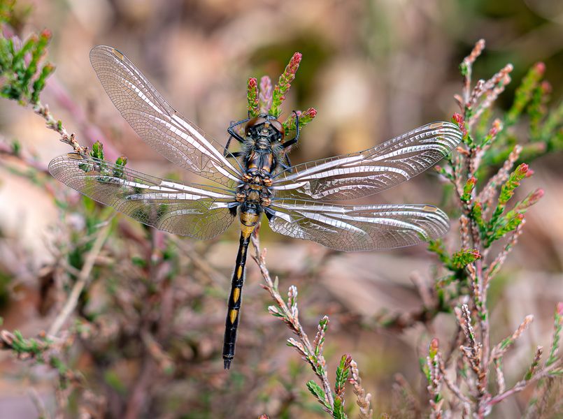 Libelle 