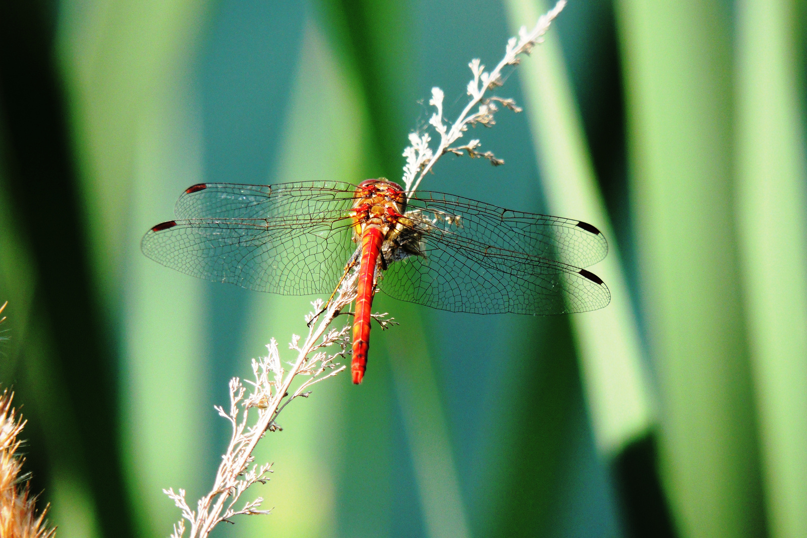 Libelle