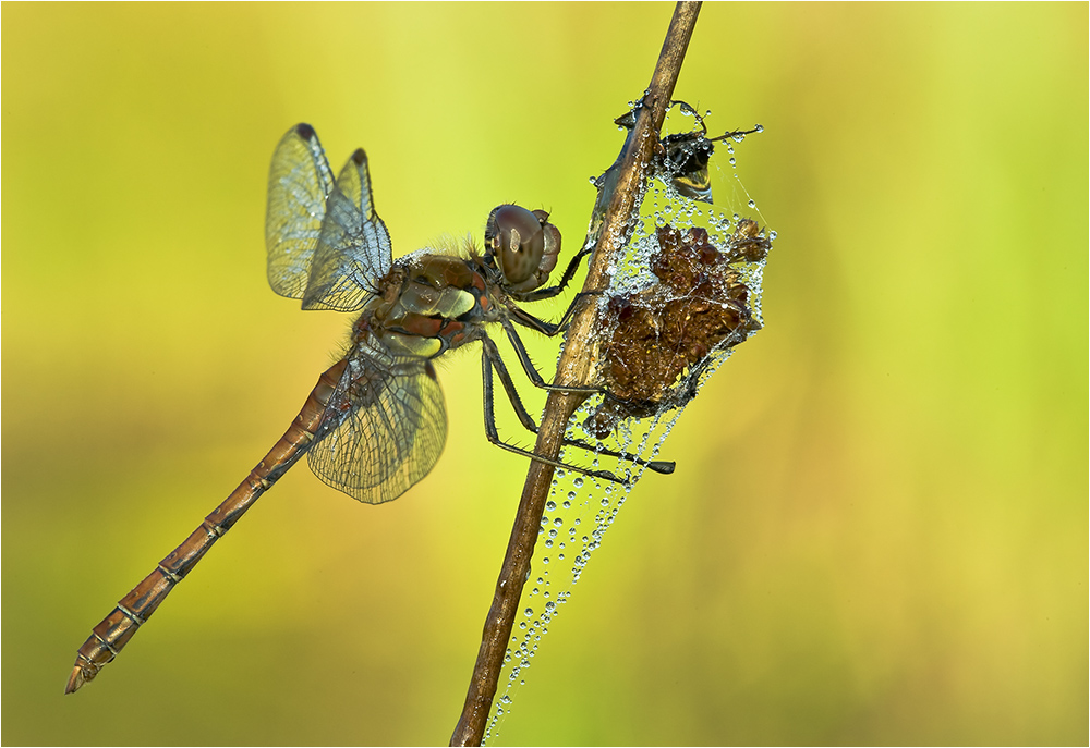 Libelle