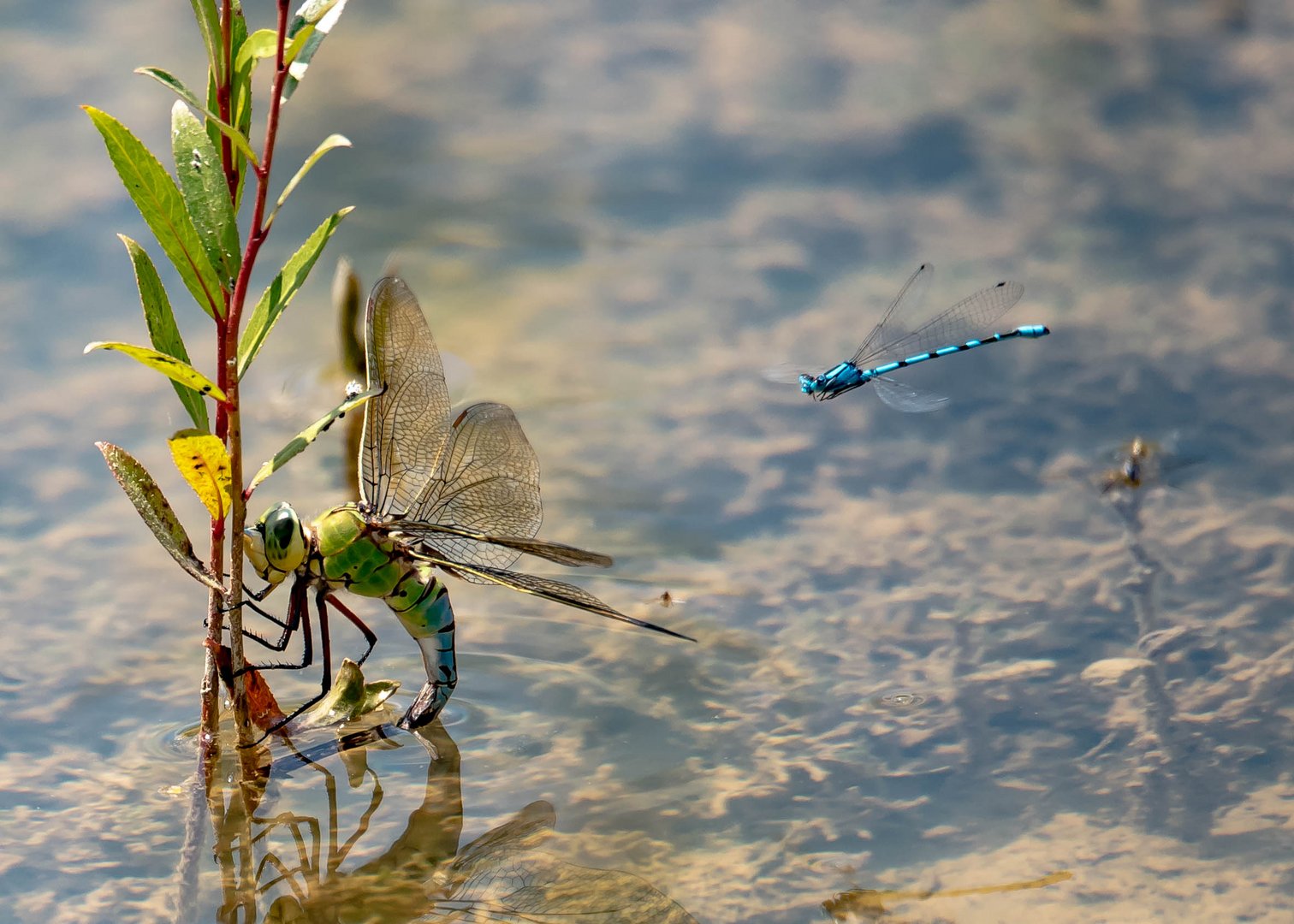 Libelle