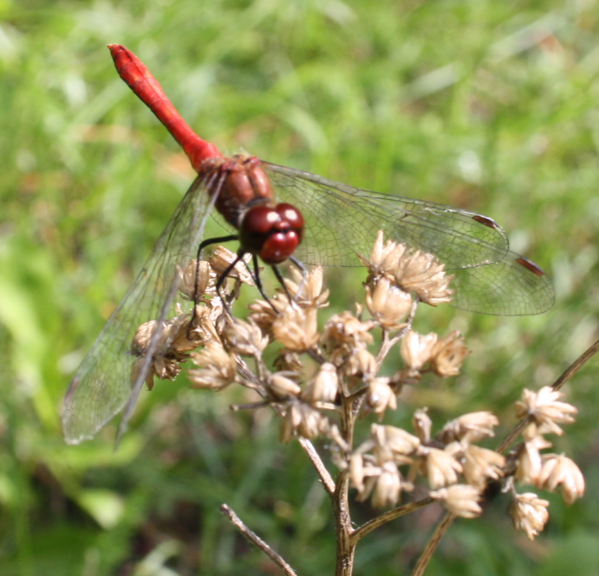 Libelle