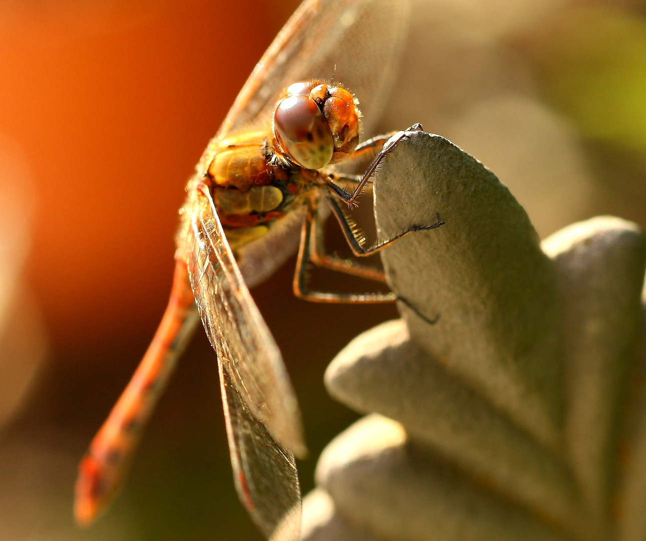 Libelle