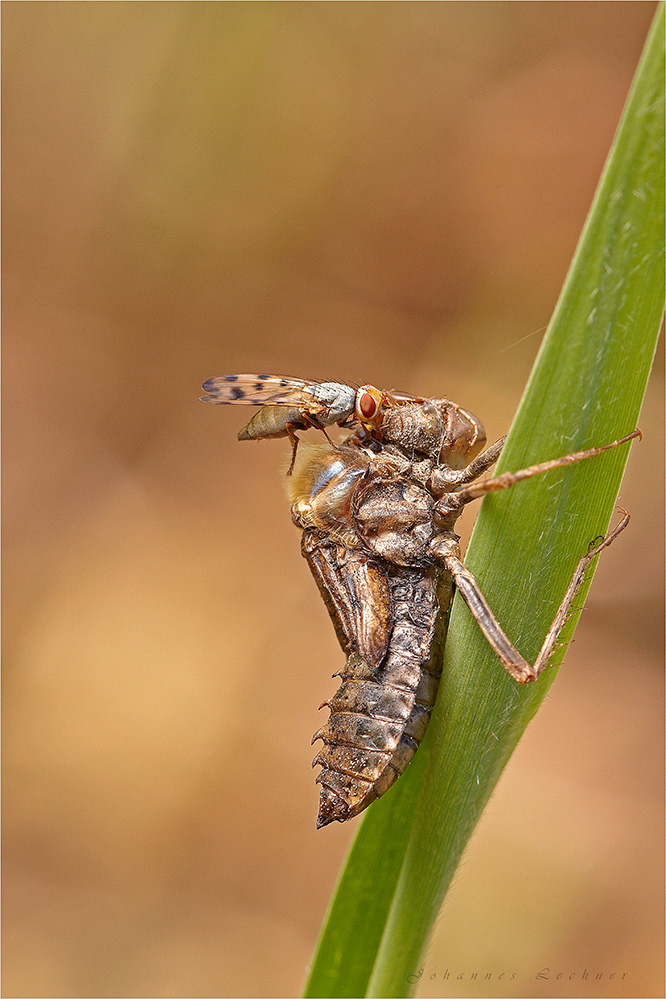 Libelle