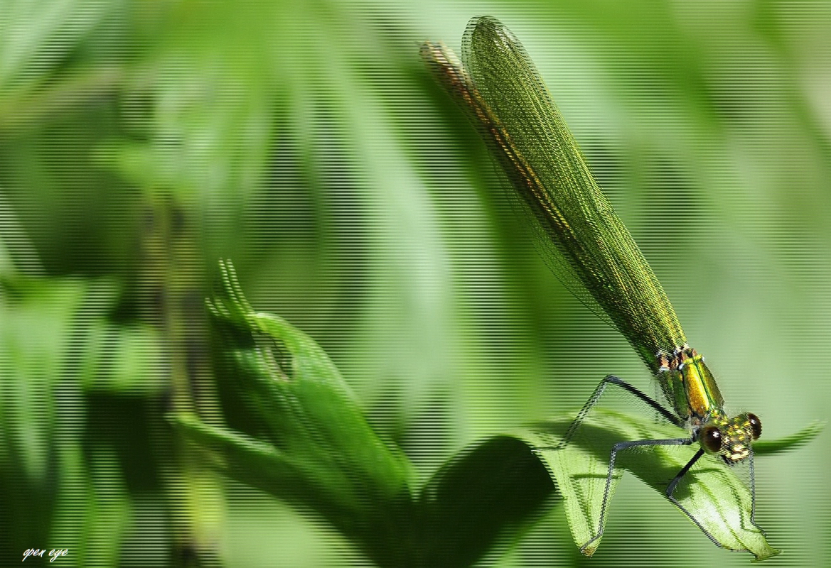 Libelle 