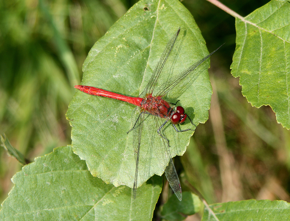 Libelle