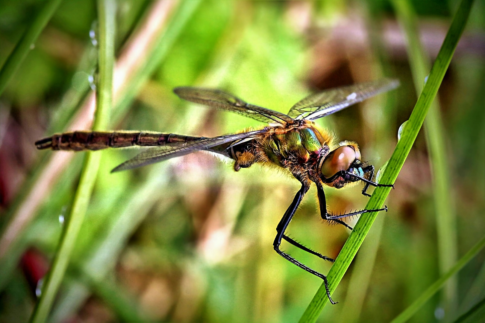 Libelle