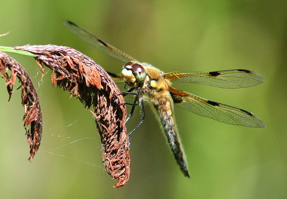 Libelle