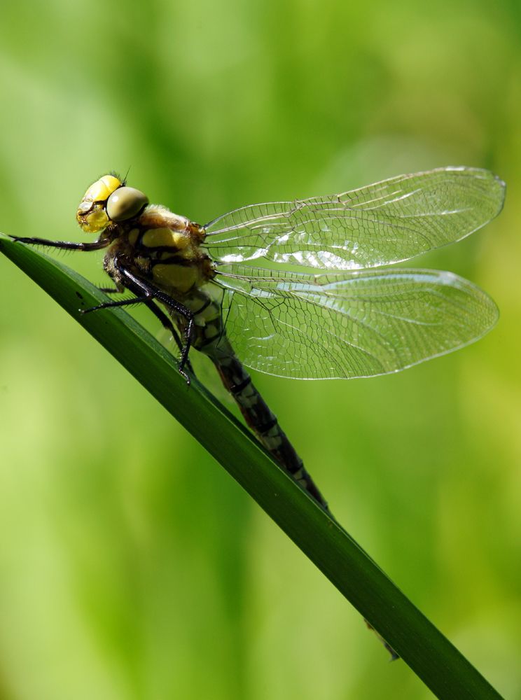 Libelle