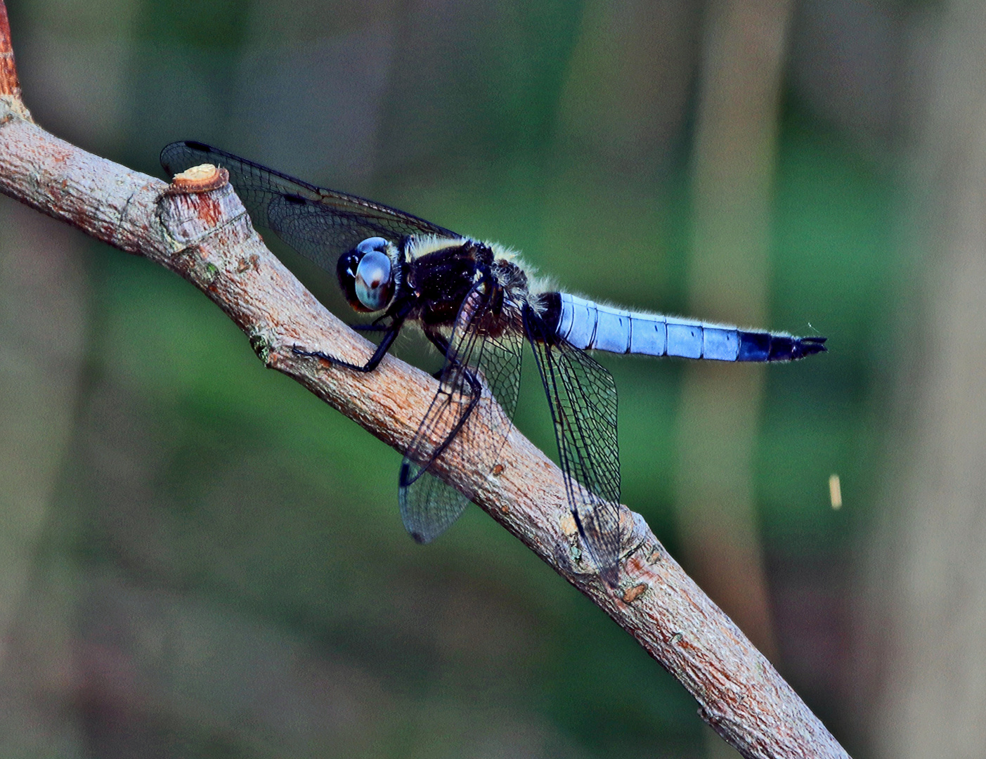 Libelle......