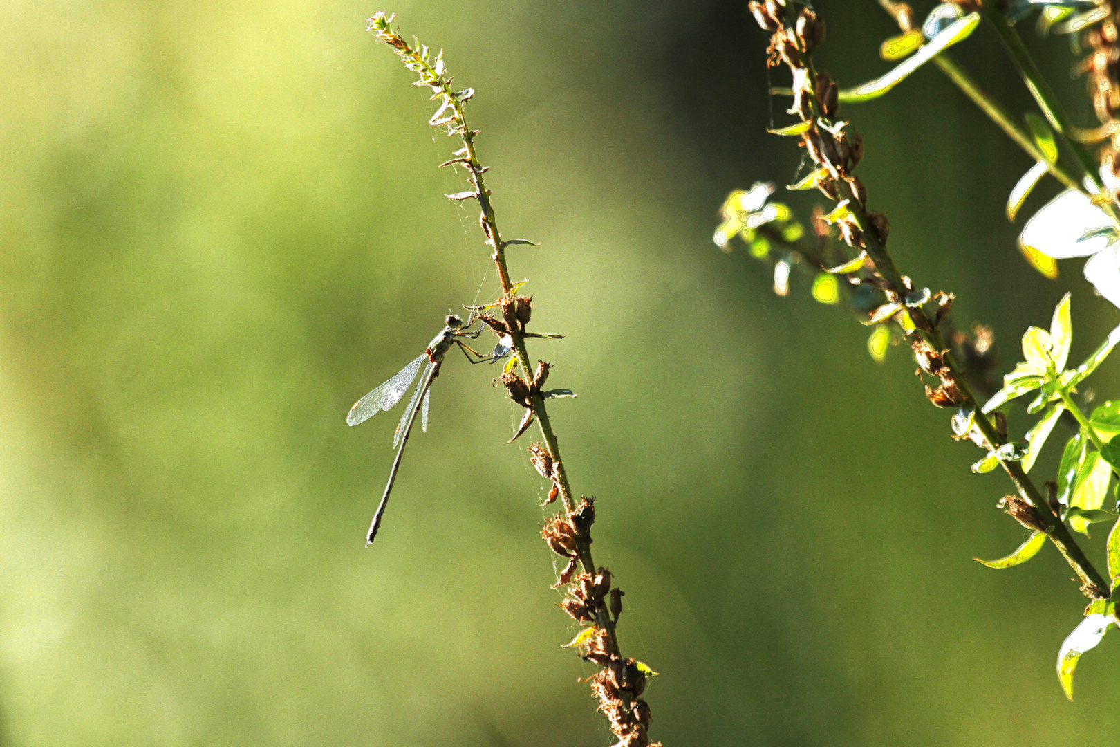 Libelle