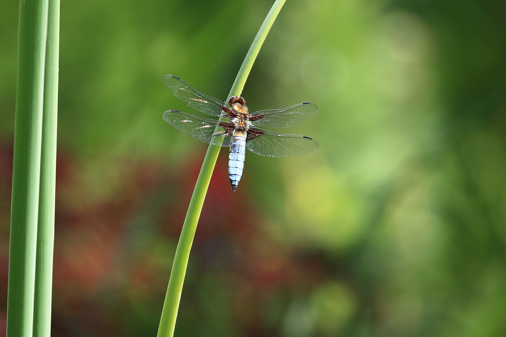 " Libelle"