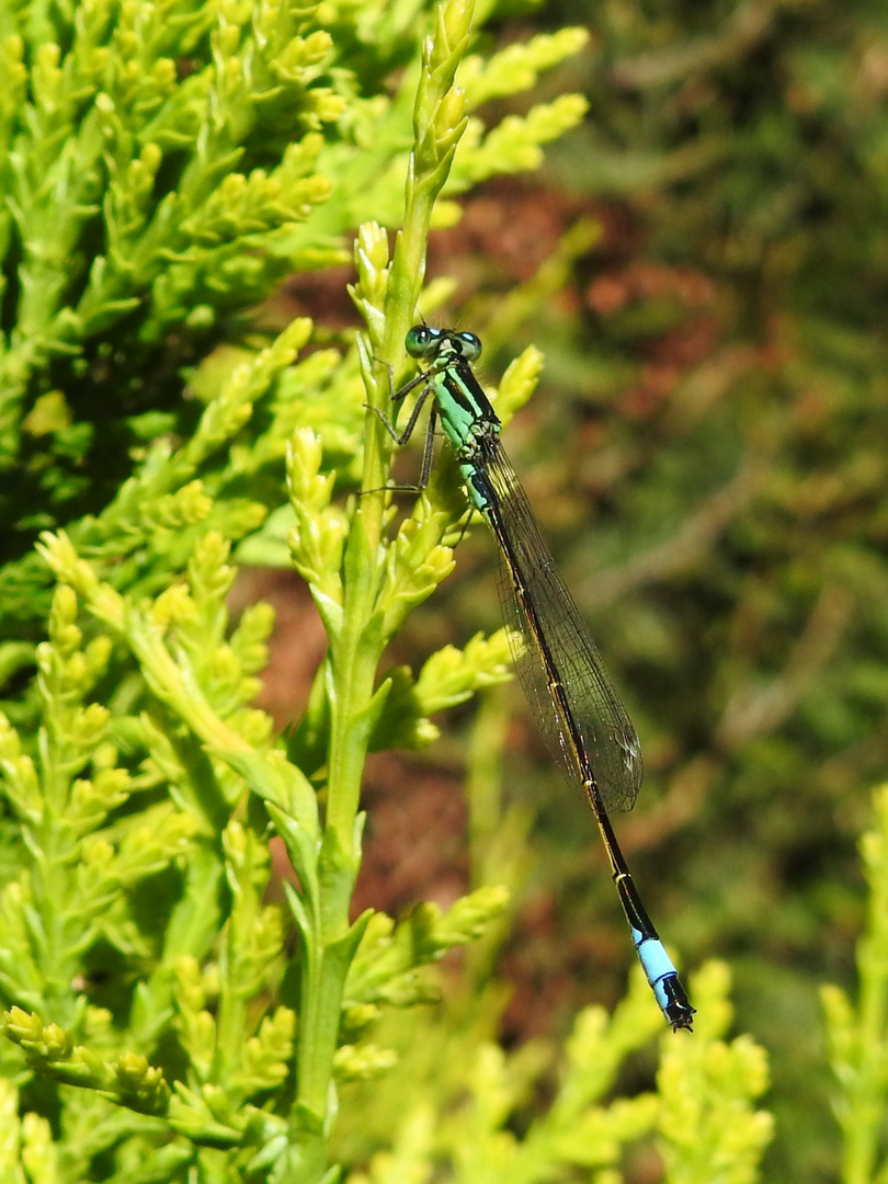 Libelle