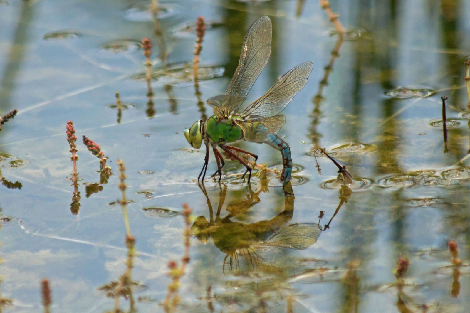 Libelle