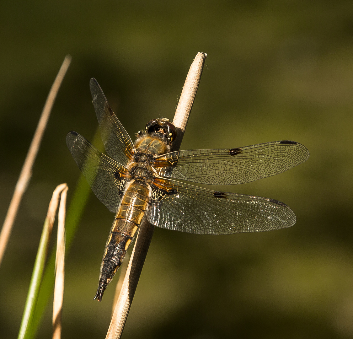 Libelle