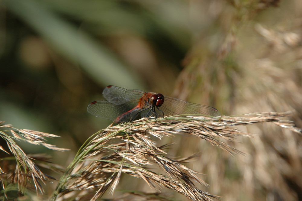 Libelle