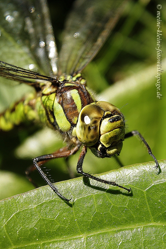 Libelle