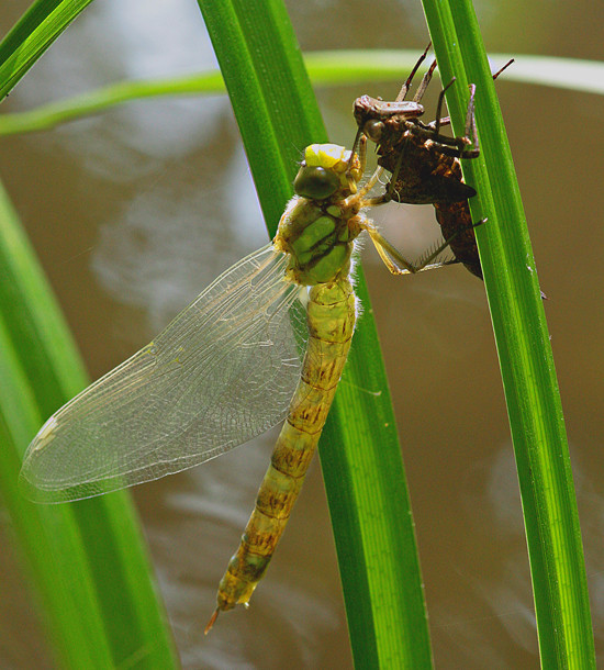 Libelle