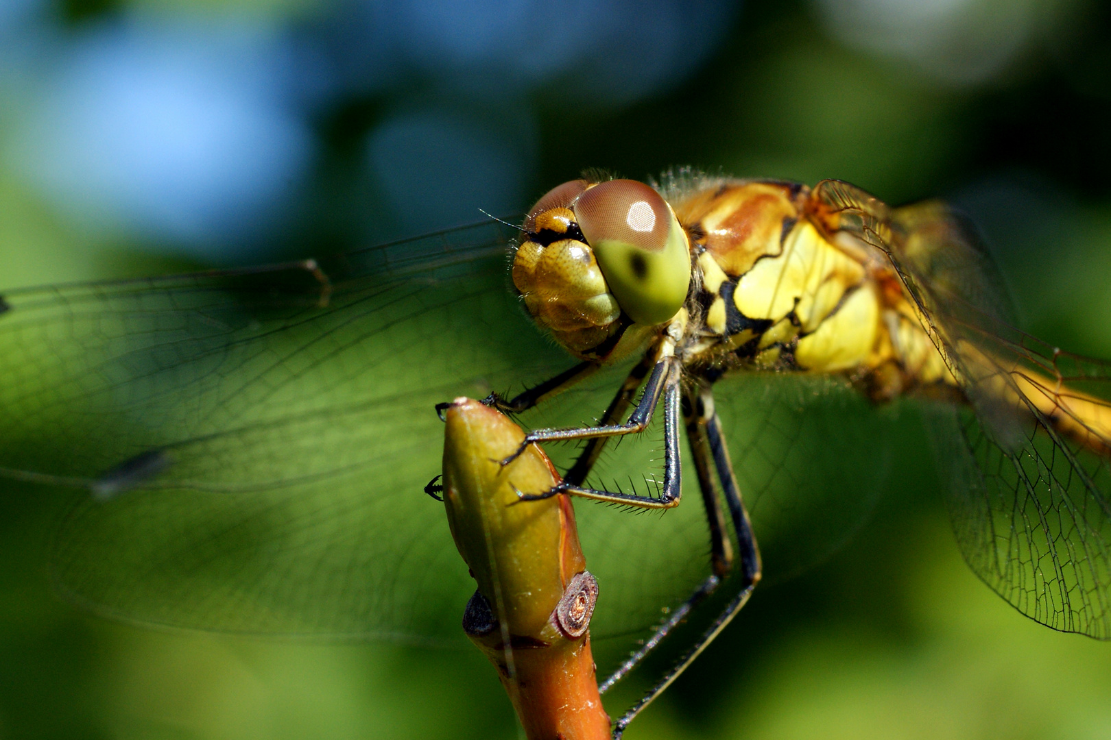 Libelle