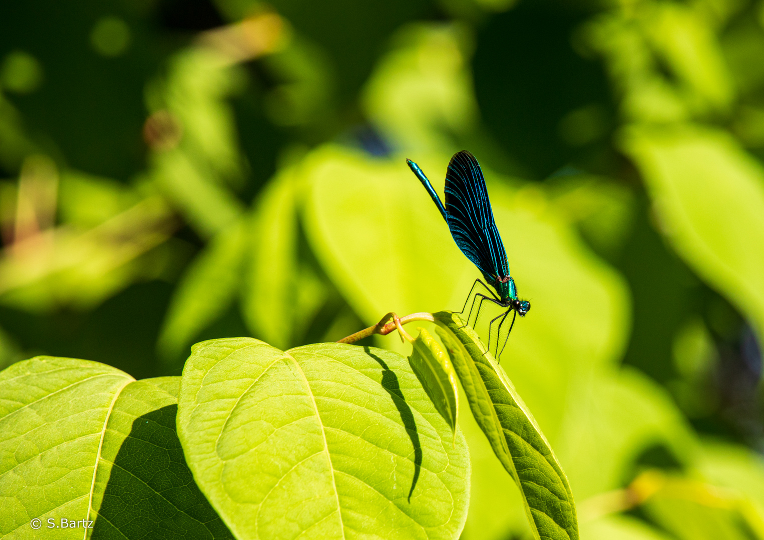 Libelle 