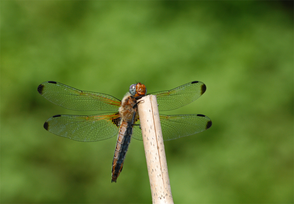 Libelle