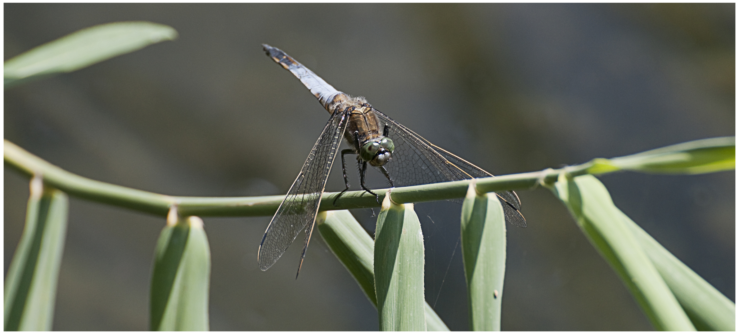 Libelle