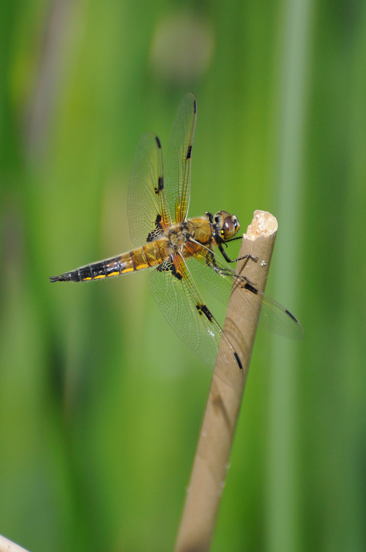 Libelle