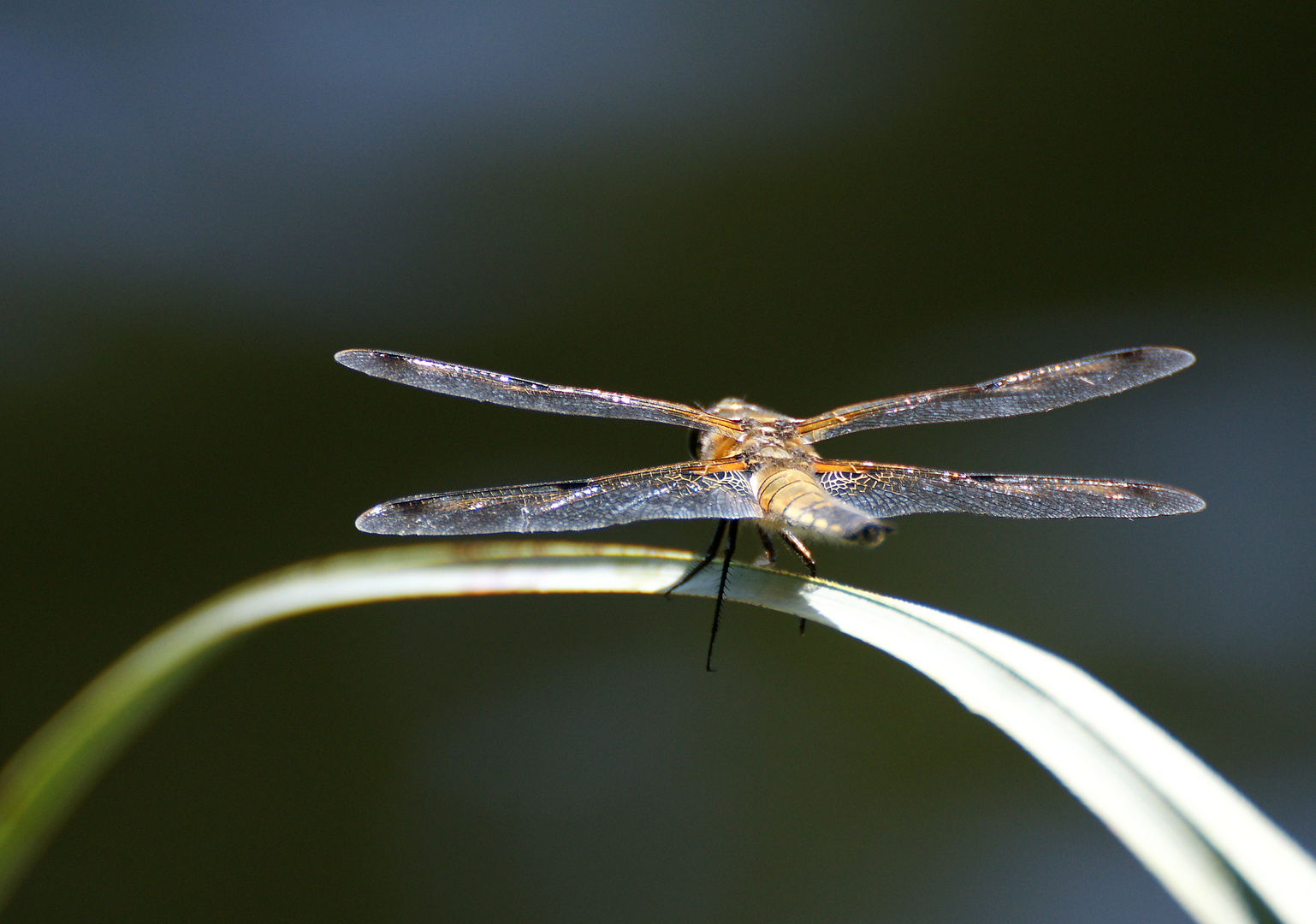 Libelle