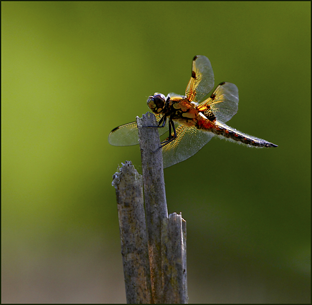 Libelle