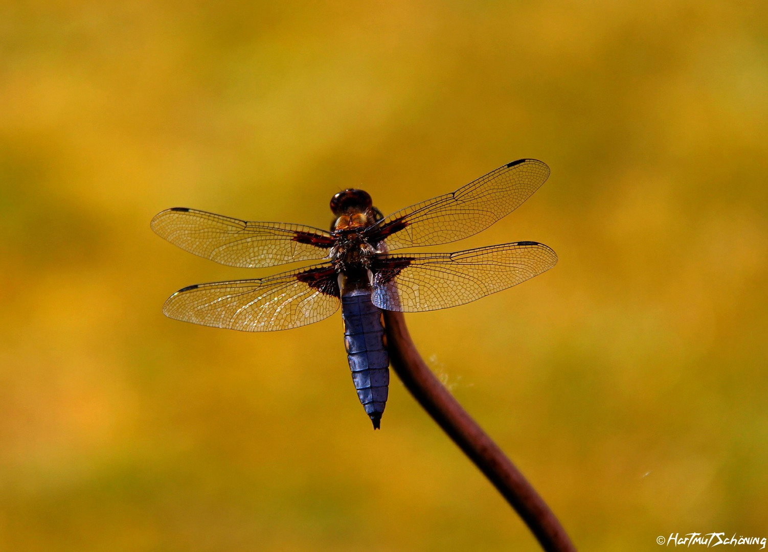 Libelle