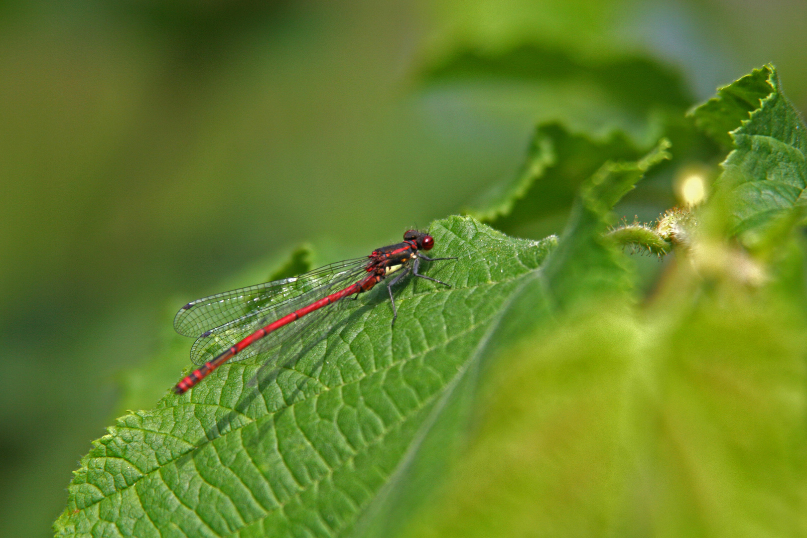 Libelle