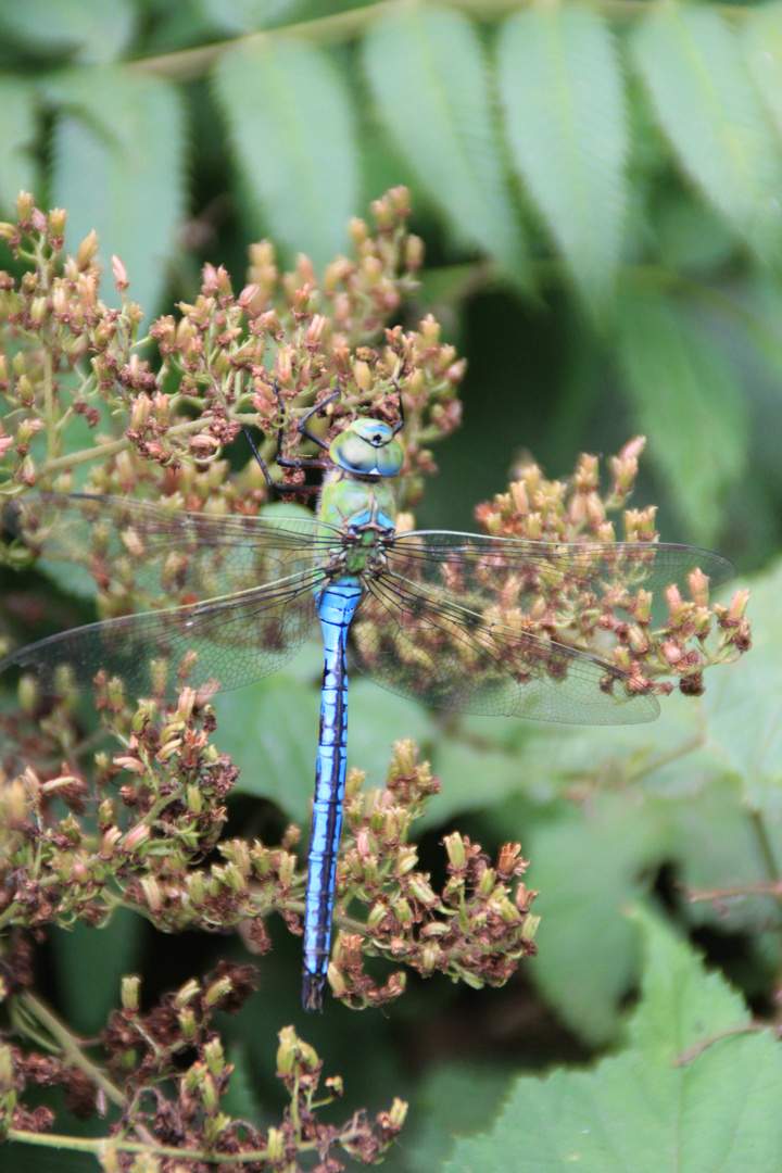 Libelle