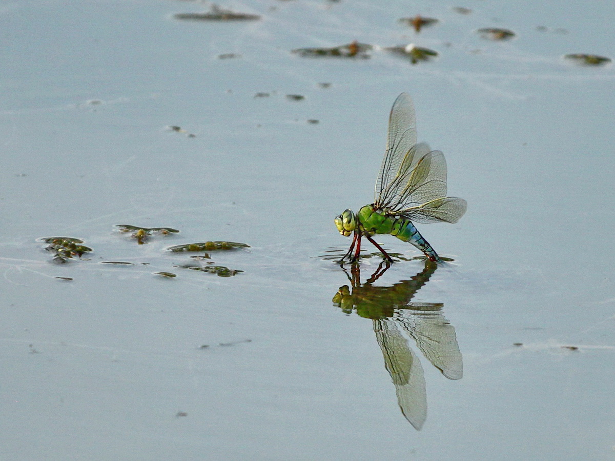 Libelle