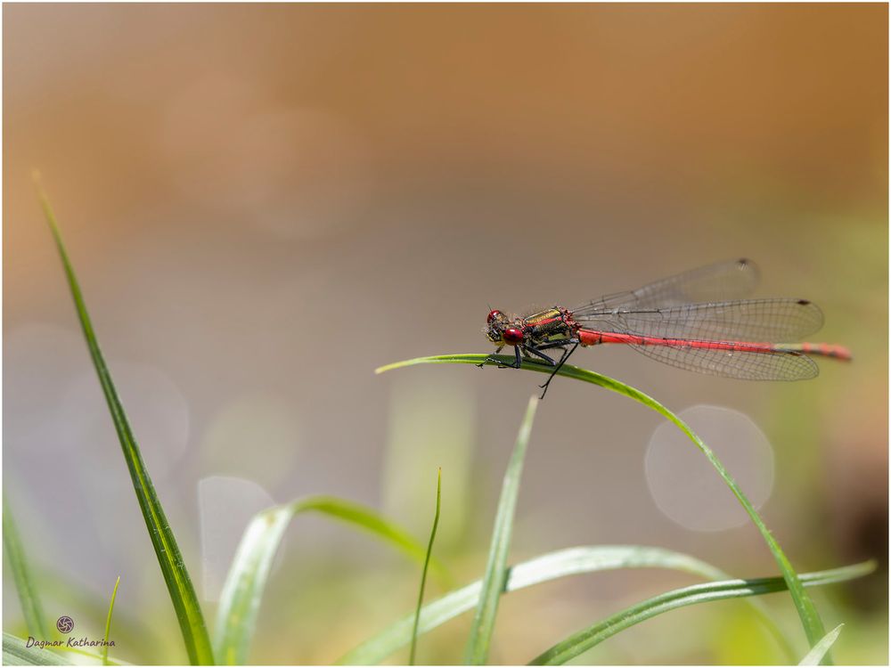 Libelle