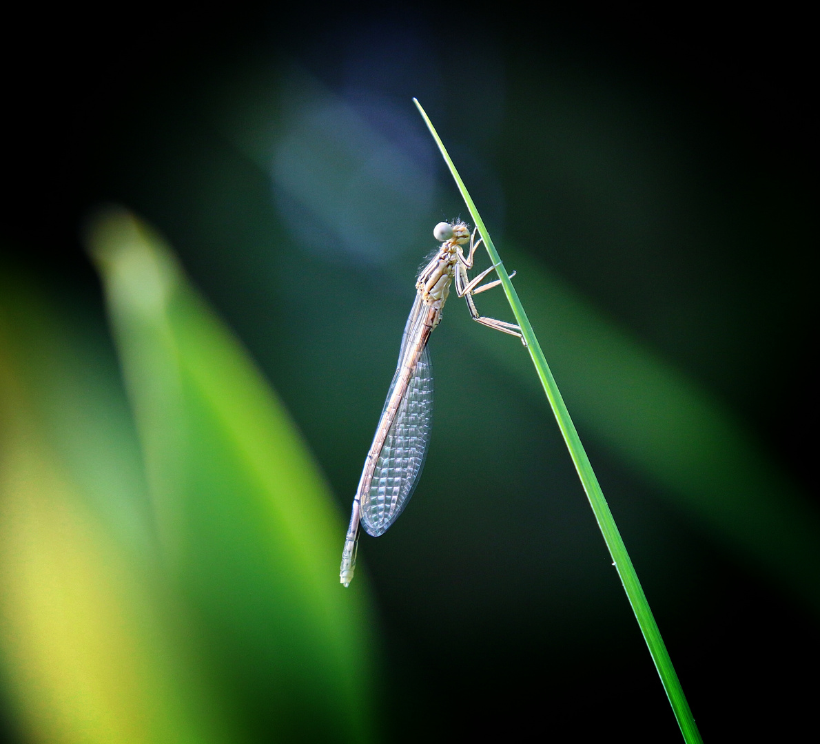 Libelle...