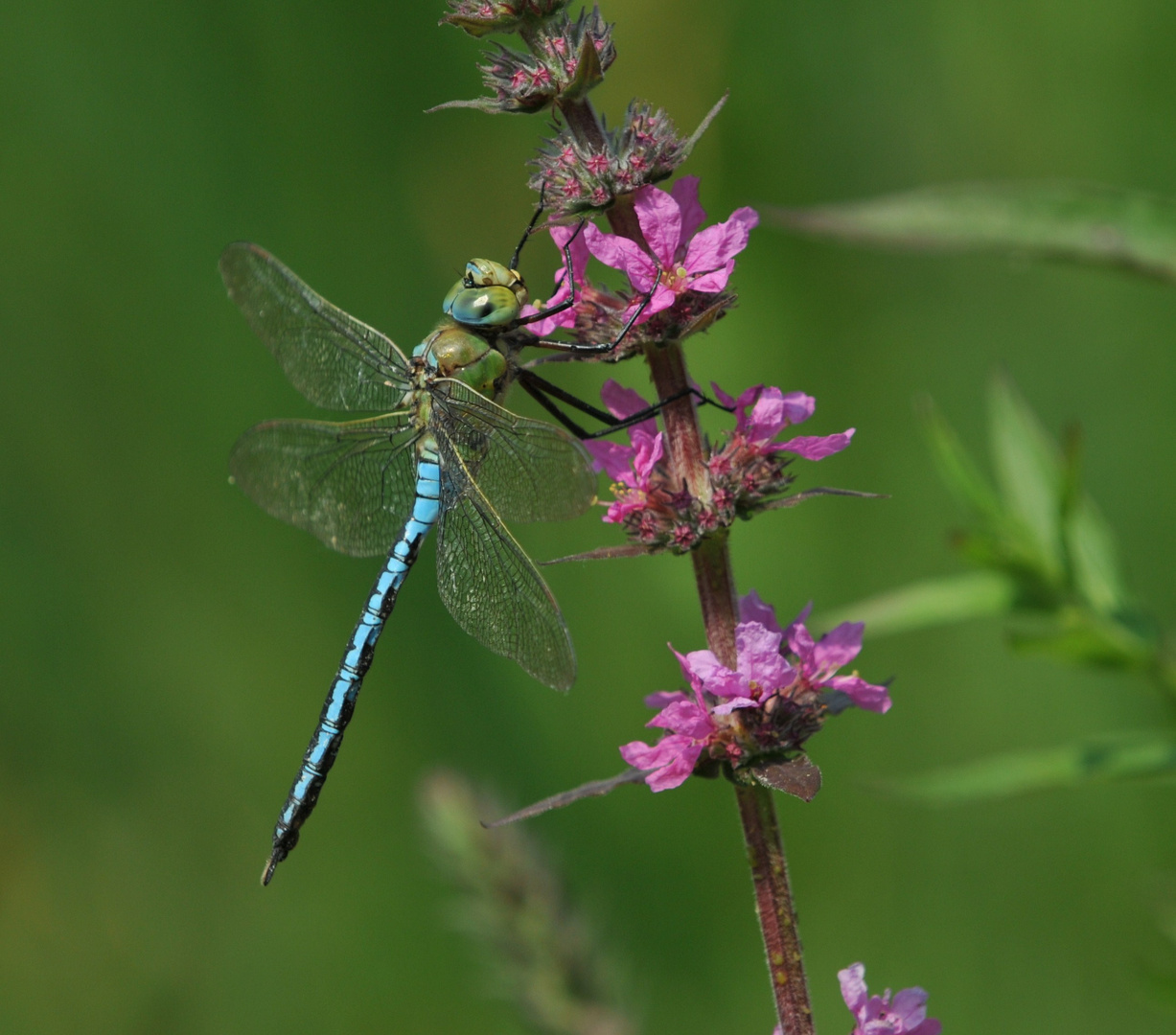 Libelle