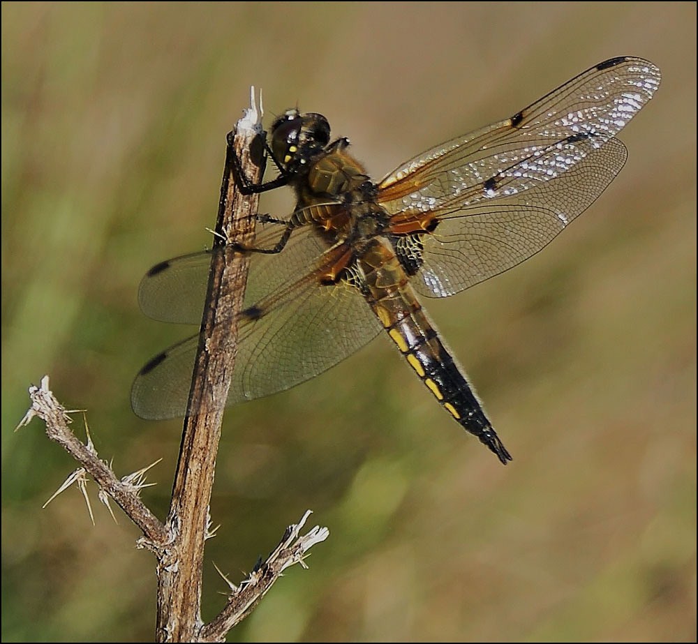 Libelle