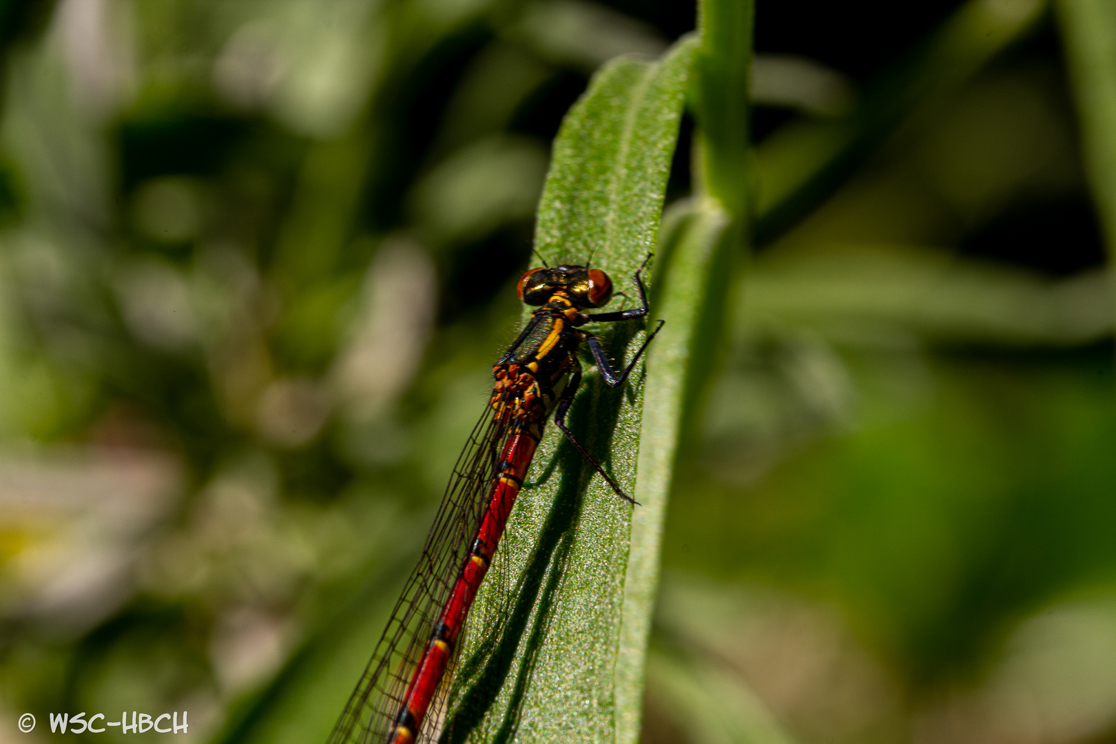 Libelle