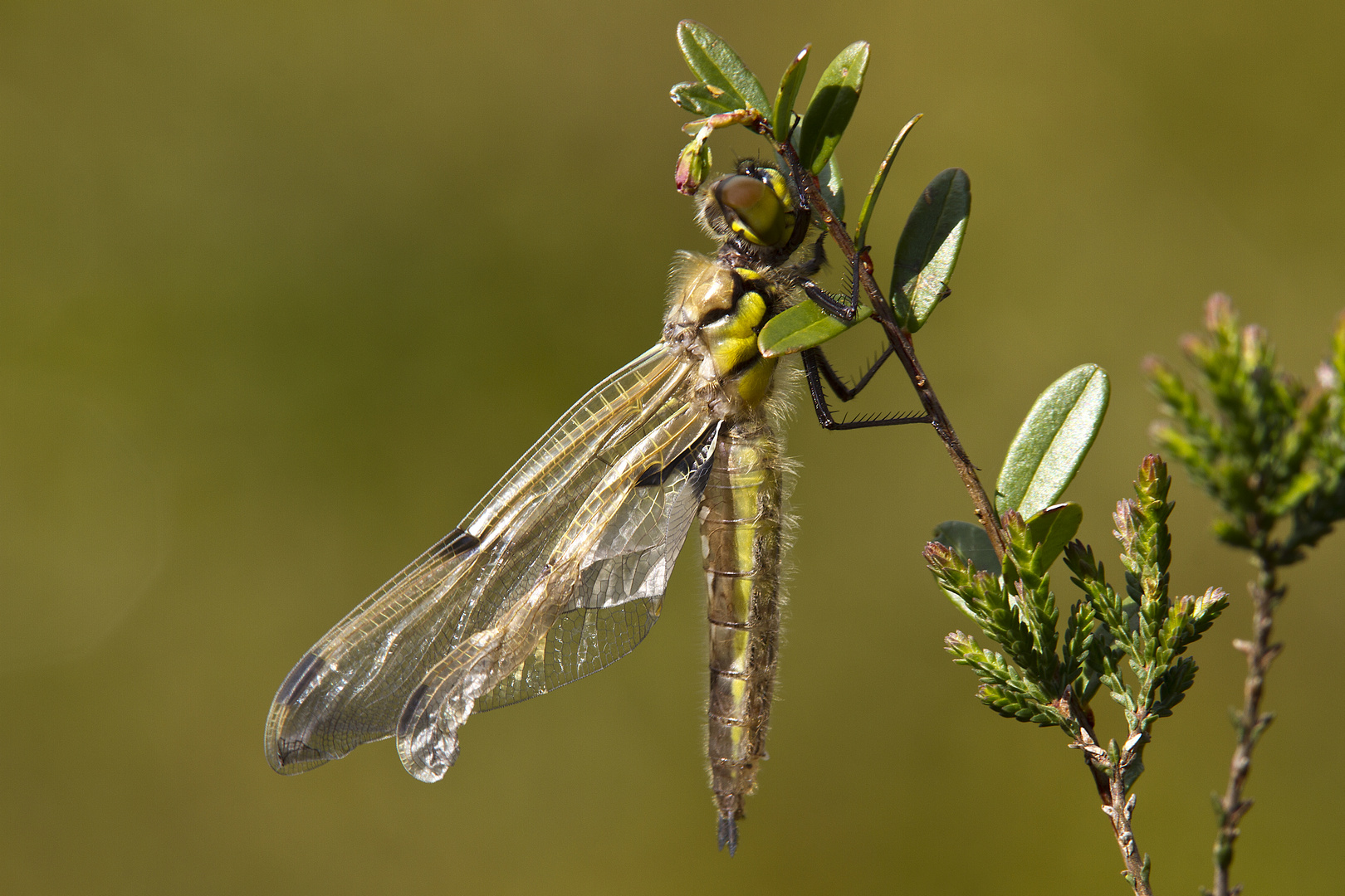 Libelle