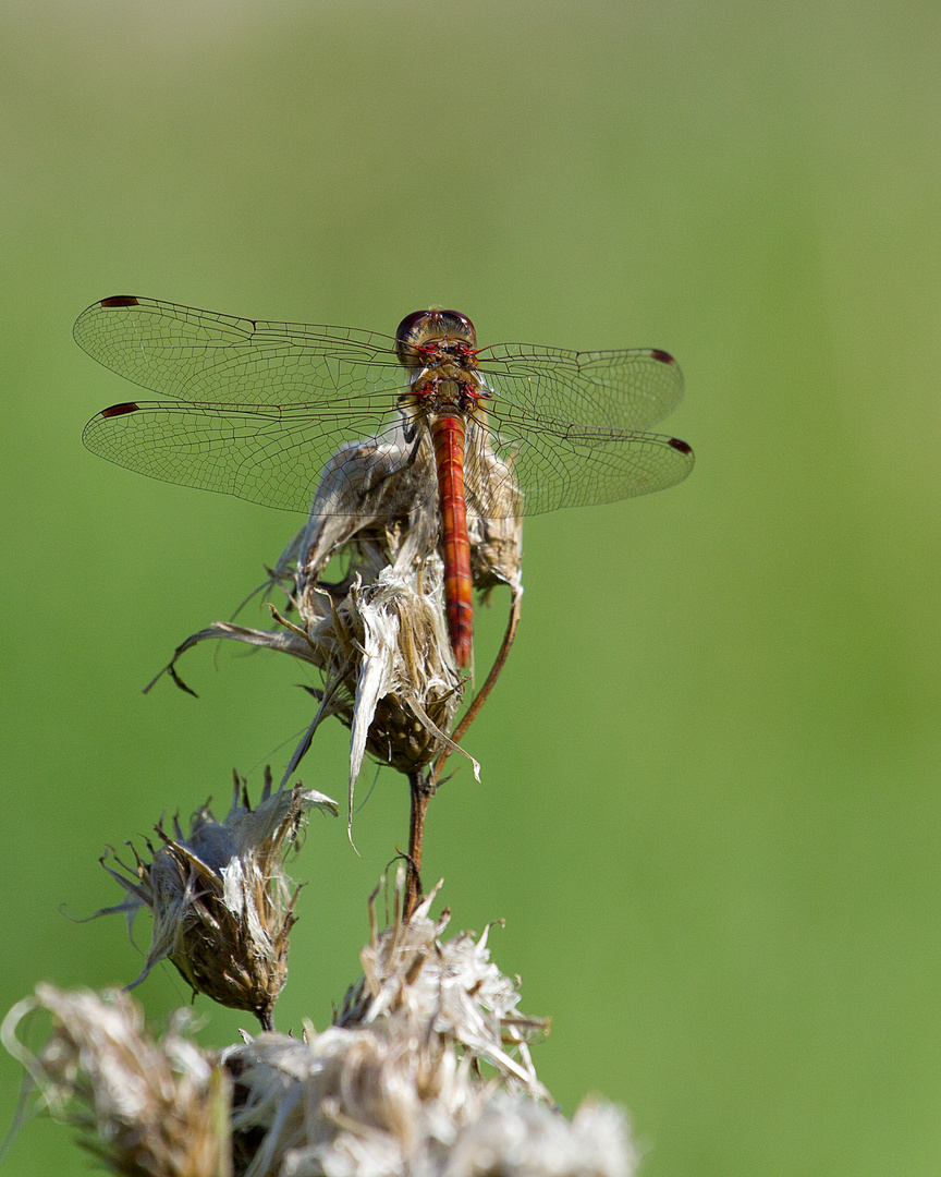 Libelle