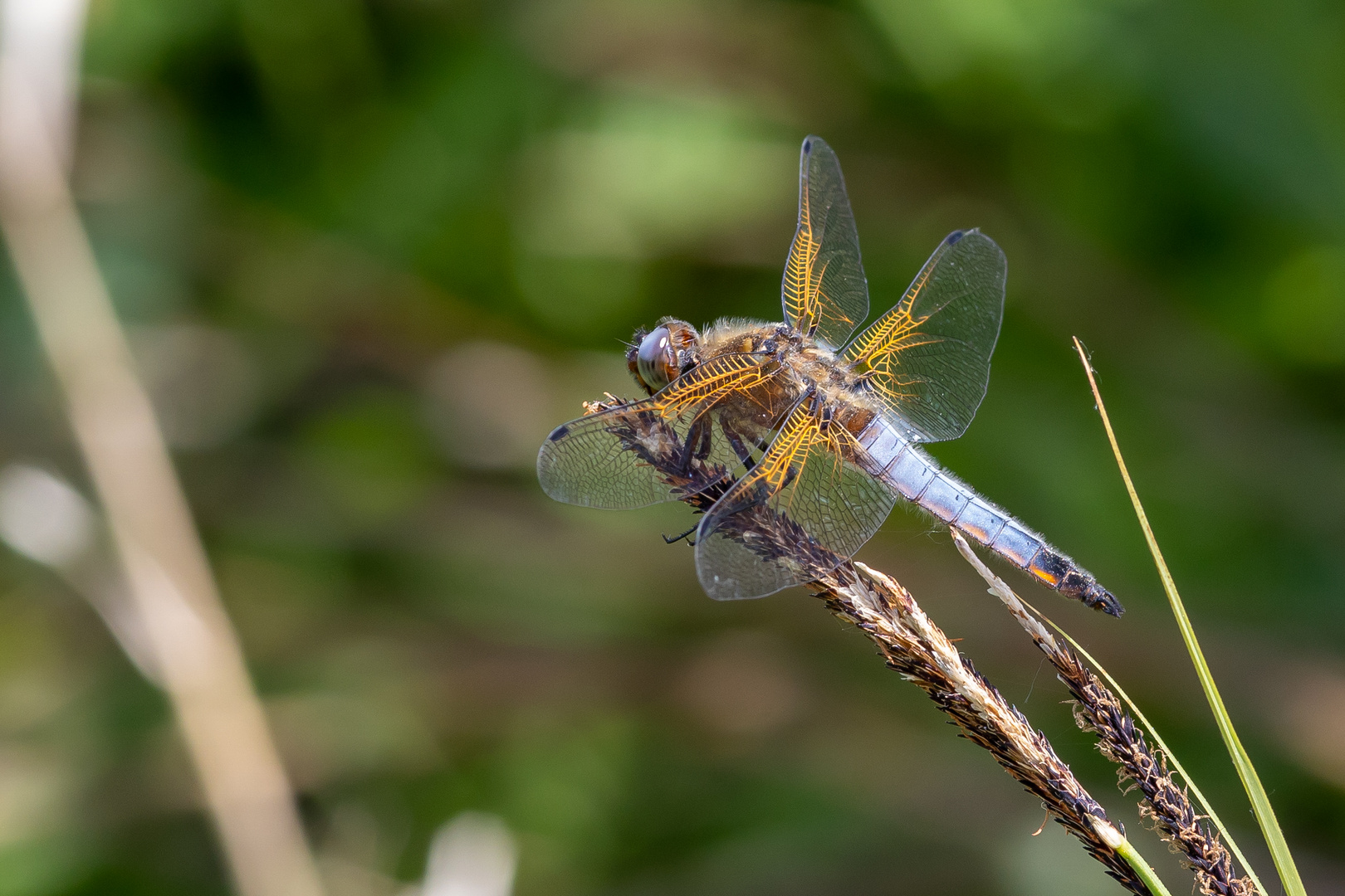 Libelle