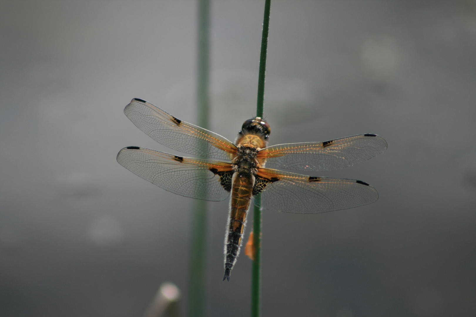 Libelle