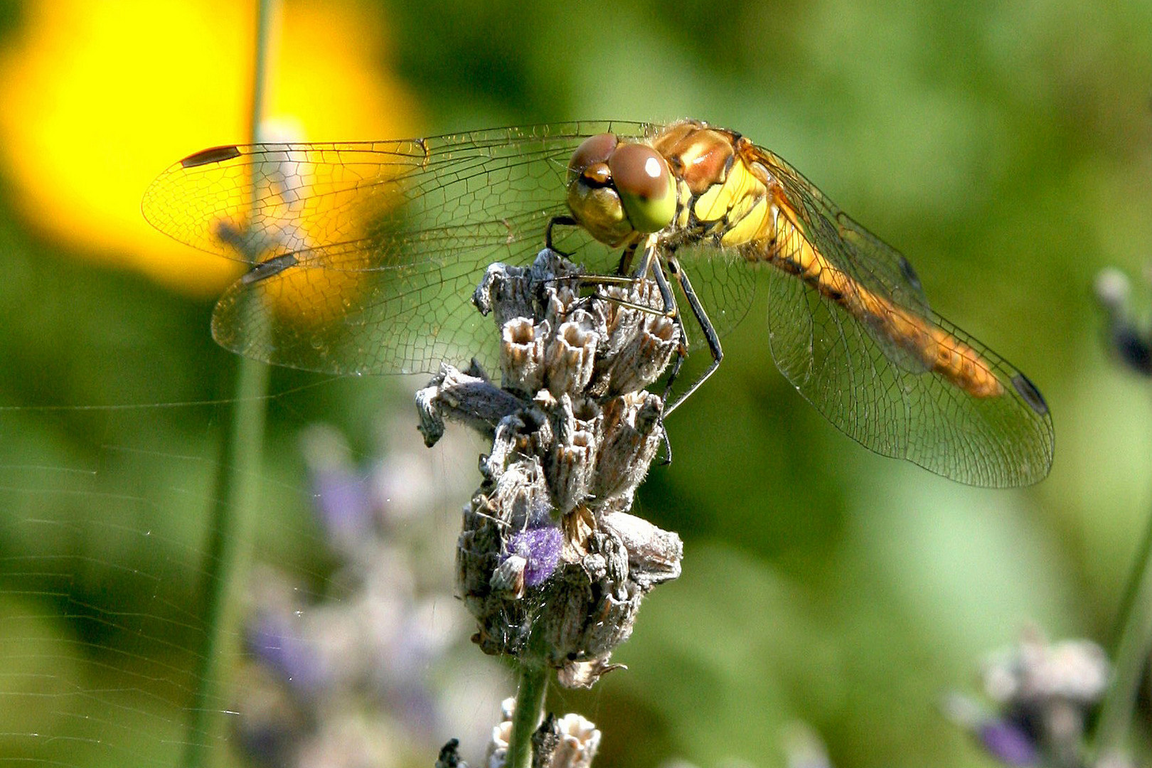 Libelle