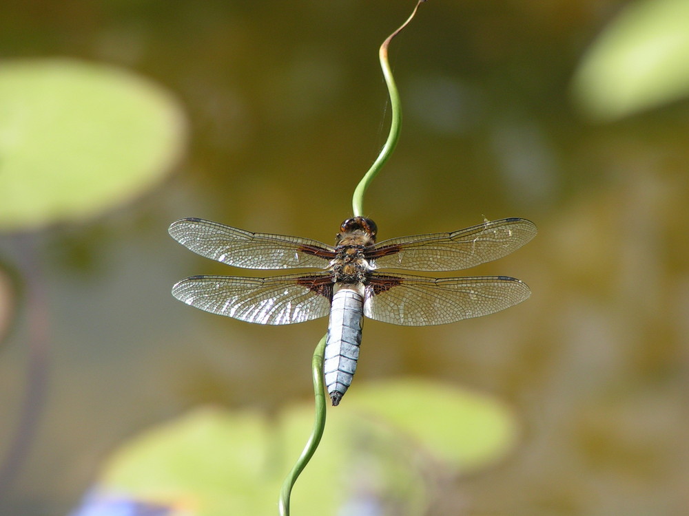 Libelle