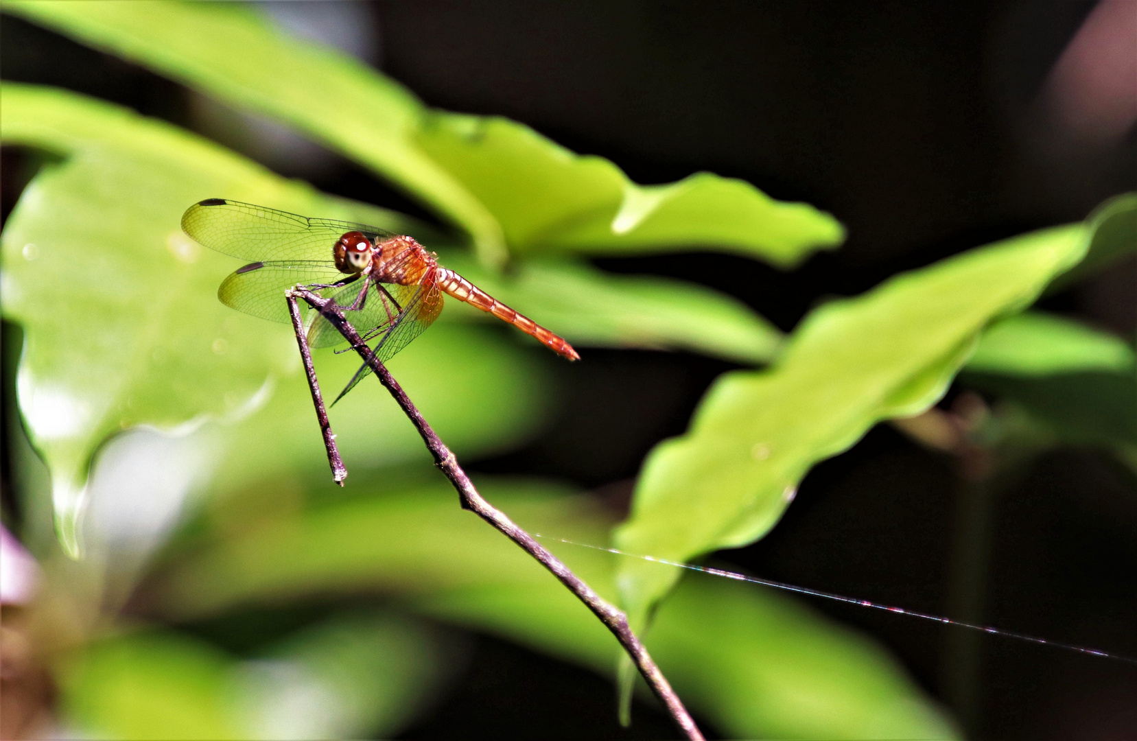 Libelle