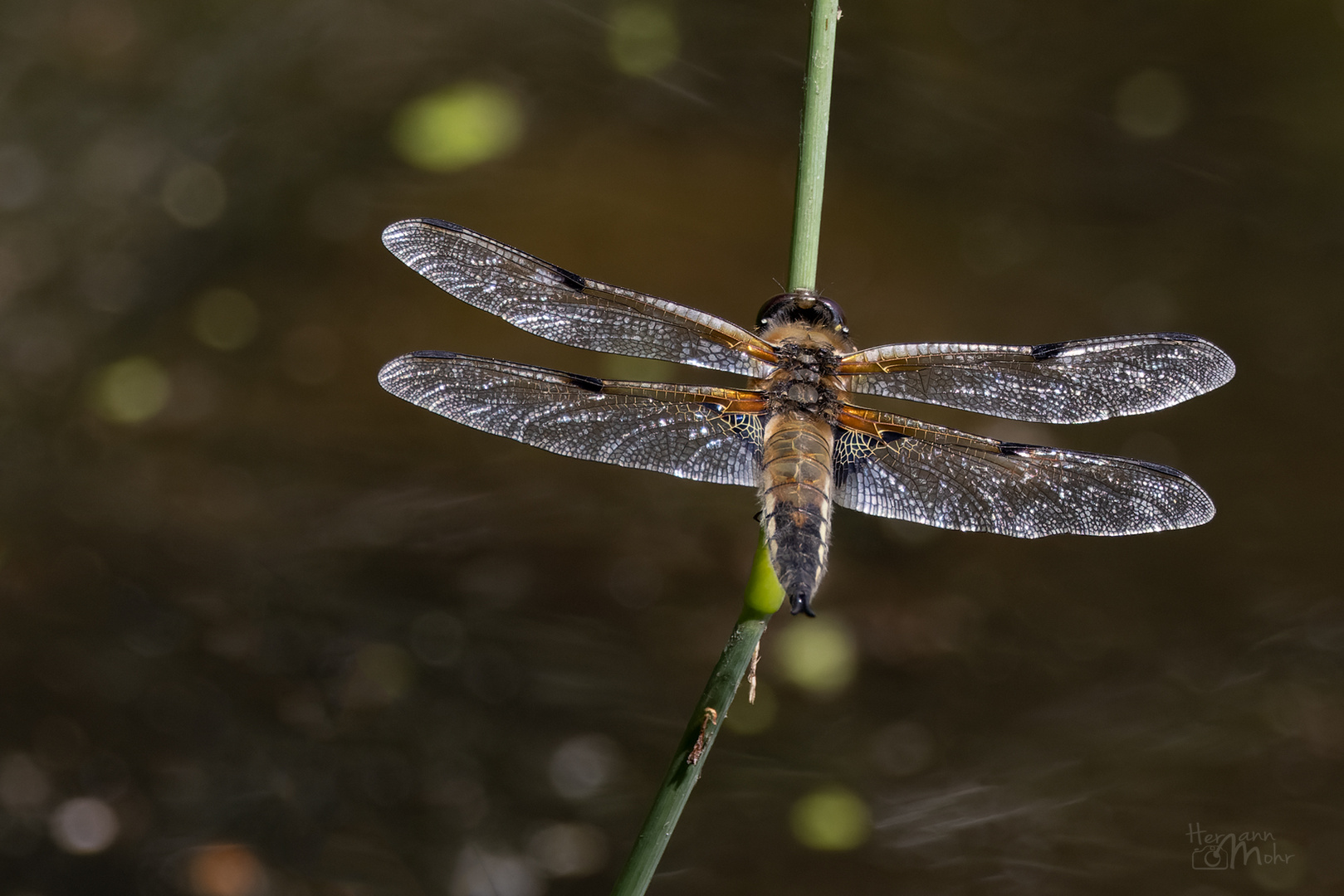 Libelle