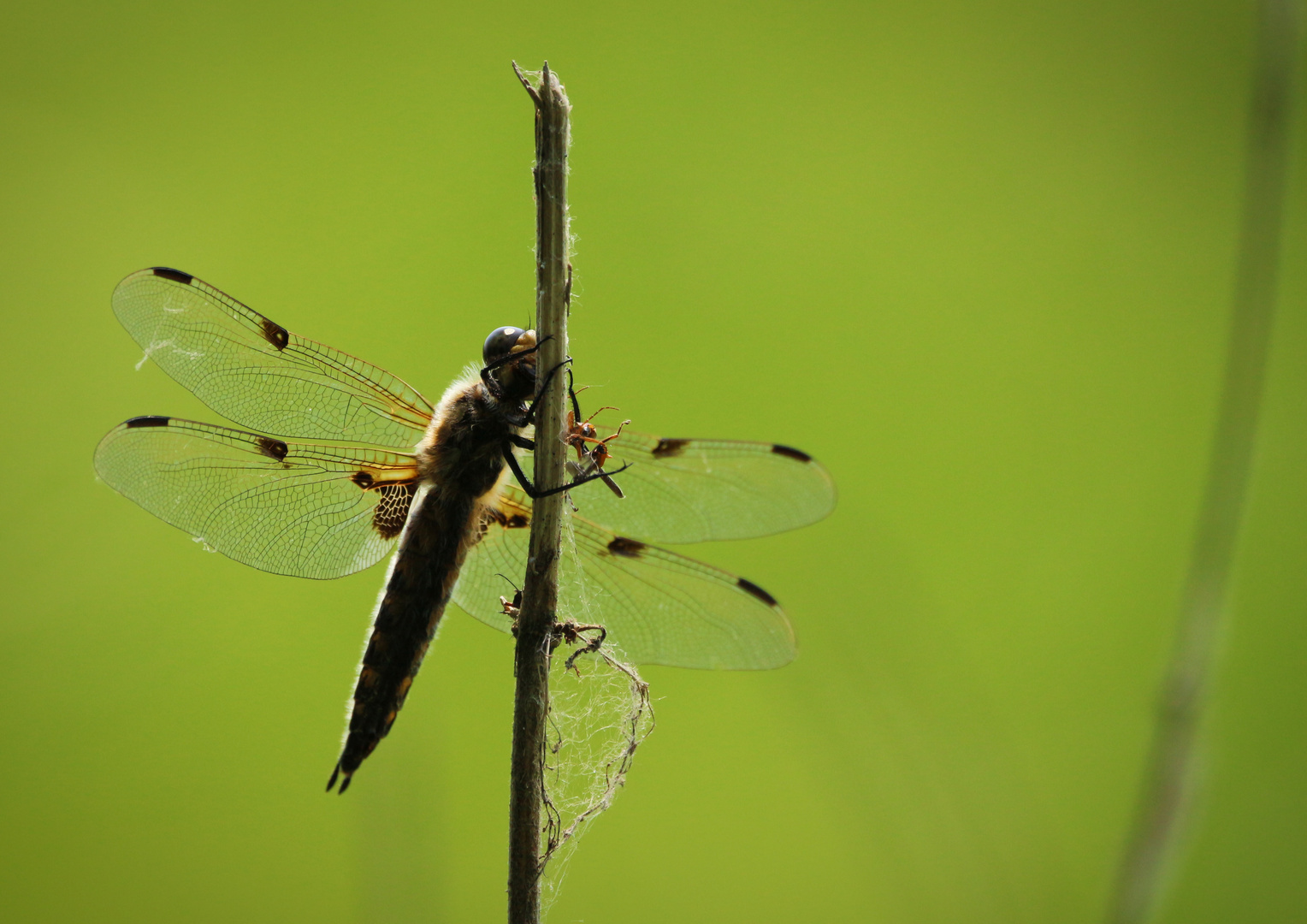 Libelle