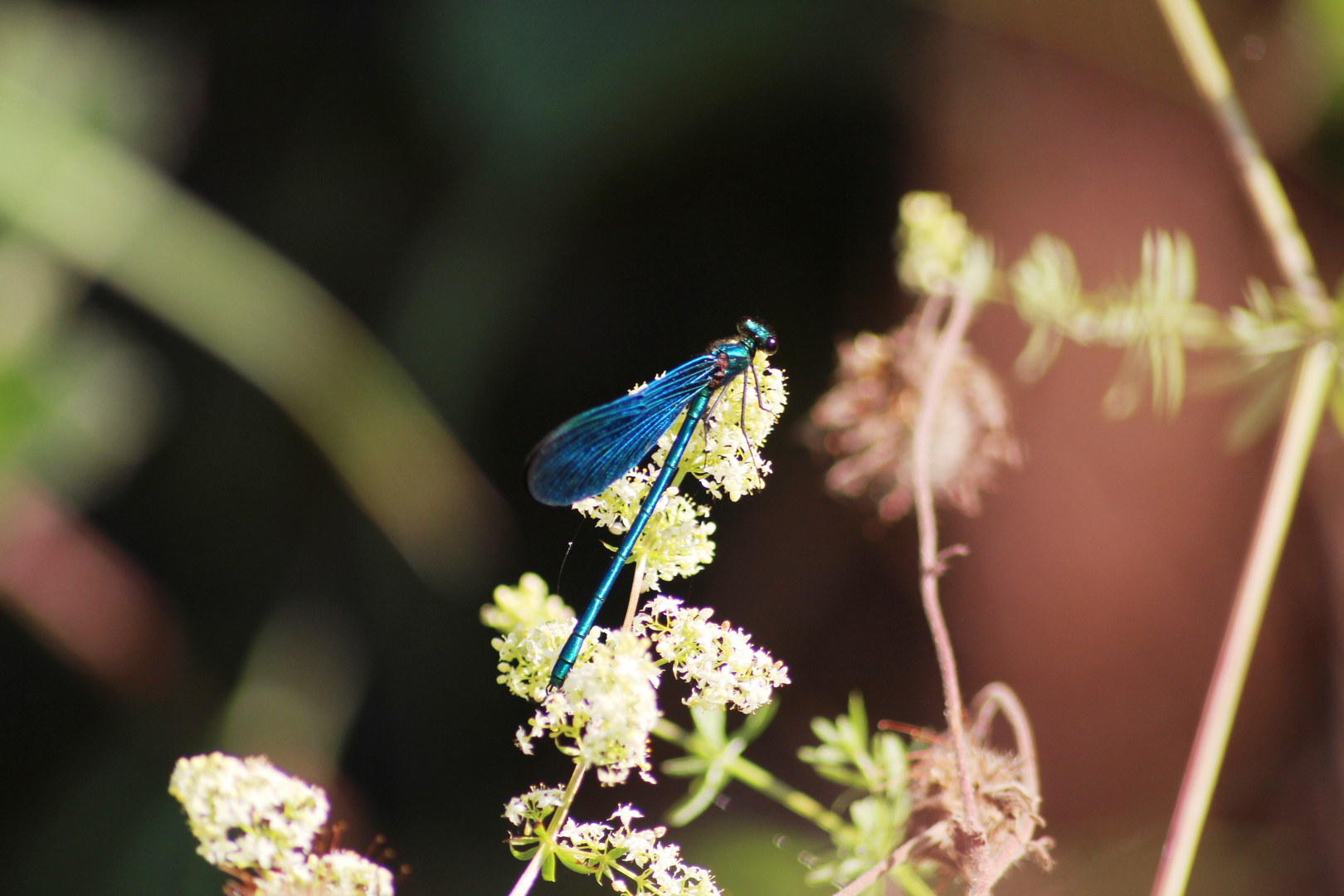 Libelle